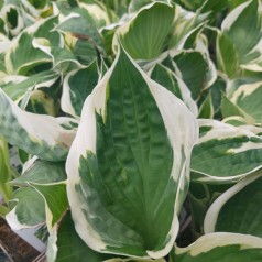 Hosta hybrid Minute Man
