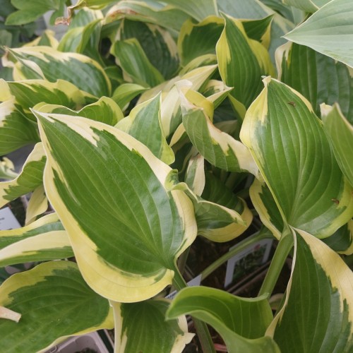Hosta hybrid Queen Josephine