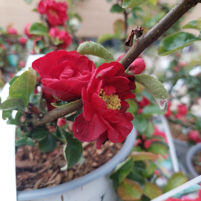 Japankvæde Scarlet Storm - Chaenomeles speciosa Scarlet Storm