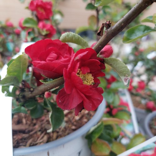 Japankvæde Scarlet Storm - Chaenomeles speciosa Scarlet Storm
