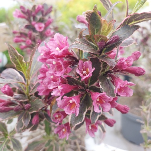 Klokkebusk All Summer Monet - Weigela florida All Summer Monet