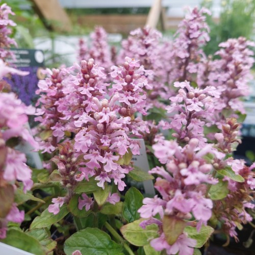 Krybende Læbeløs Rosea - Ajuga reptans Rosea