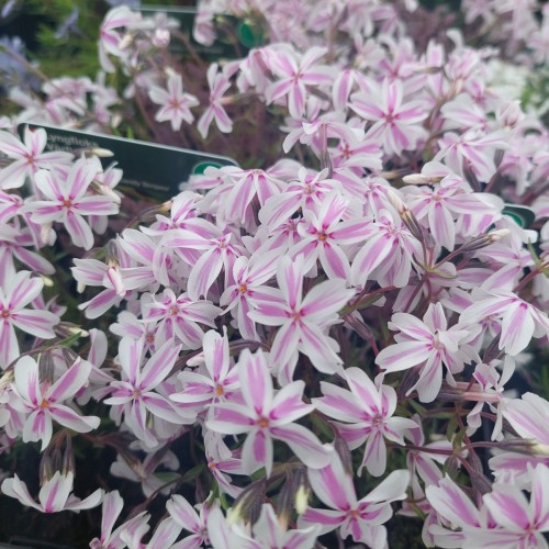 Lyngfloks Candy Stripes - Phlox subulata Candy Stripes