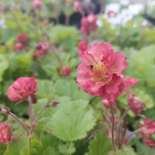 Nellikerod Pink Petticoats - Geum Coccineum Pink Petticoats