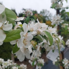 Paradisæble Gorgeous 150-175 cm. - Malus hybrid Gorgeous