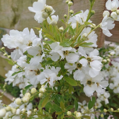 Perlebusk Niagara - Exochorda racemosa Niagara