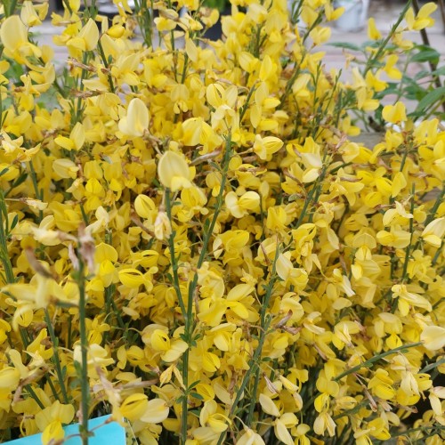 Vårgyvel Allgold 30-60 cm. - Cytisus praecox Allgold