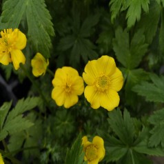 Dværg Engblomme - Trollius pumilus