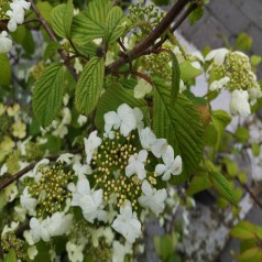 Japansk Snebolle Kilimandjaro 40-80 cm. - Viburnum plicatum Kilimandjaro