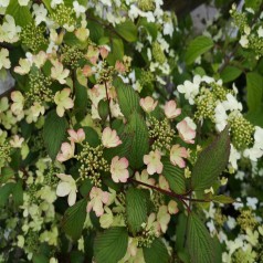 Japansk Snebolle Kilimandjaro Sunrise 40-80 cm. - Viburnum plicatum Kilimandjaro Sunrise