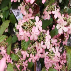 Japansk Snebolle Molly Schröder 30-60 cm. - Viburnum plicatum Molly Schröder