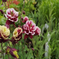 Akeleje Winky Double Red White - Aquilegia vulgaris Winky Double Red White