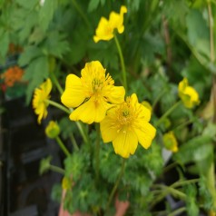 Dværg Engblomme - Trollius pumilus