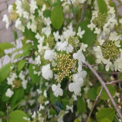 Japansk Snebolle Kilimandjaro 40-80 cm. - Viburnum plicatum Kilimandjaro