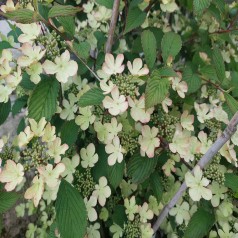 Japansk Snebolle Kilimandjaro Sunrise 40-80 cm. - Viburnum plicatum Kilimandjaro Sunrise