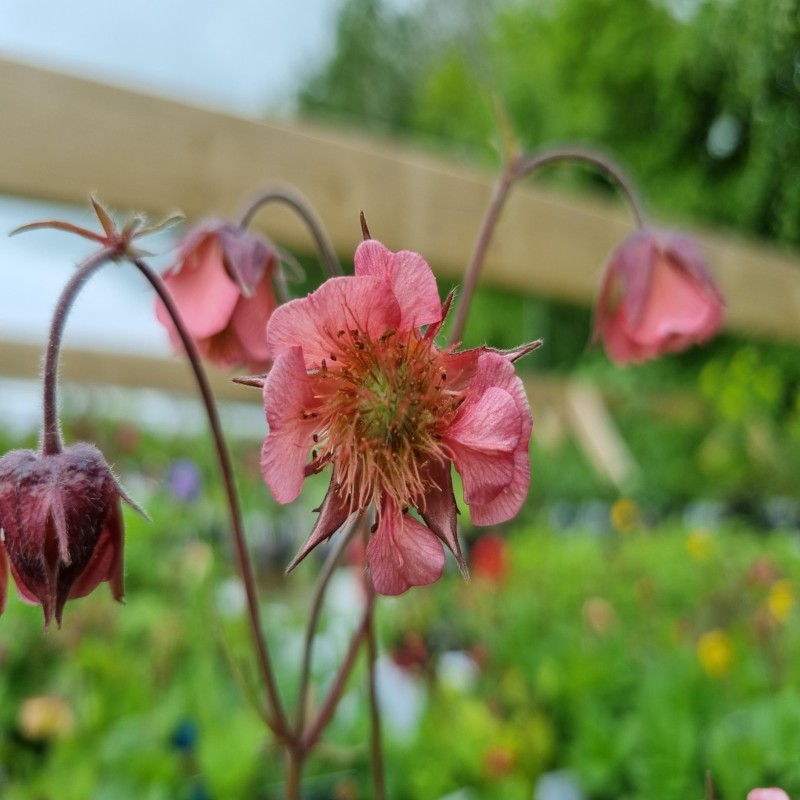 Nellikerod Bell Bank - Geum hybride Bell Bank