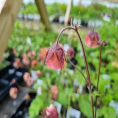 Nellikerod Bell Bank - Geum hybride Bell Bank