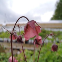 Nellikerod Bell Bank - Geum hybride Bell Bank