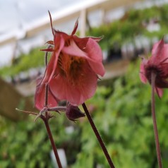 Nellikerod Bell Bank - Geum hybride Bell Bank