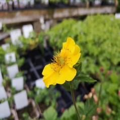 Nellikerod Diana - Geum montanum Diana