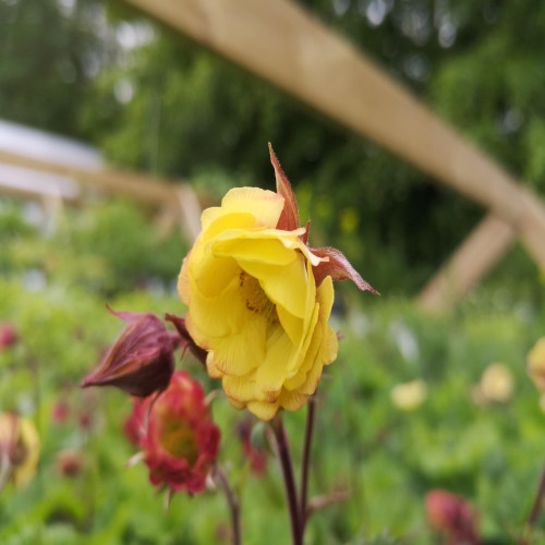 Nellikerod Tempo Yellow - Geum hybrida Tempo Yellow