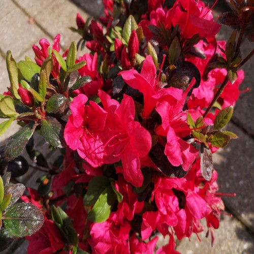 Japansk Azalea Maruschka - Rhododendron Maruschka