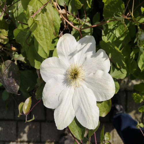 Klematis Guernsey Cream - Clematis Guernsey Cream