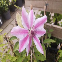 Klematis Nelly Moser - Clematis Nelly Moser