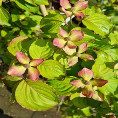 Koreakornel Teutonia - Cornus kousa Teutonia