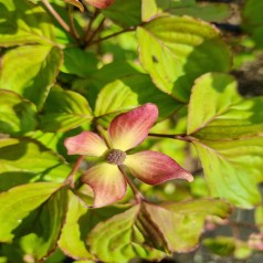 Koreakornel Teutonia - Cornus kousa Teutonia
