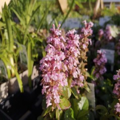 Krybende Læbeløs Rosea - Ajuga reptans Rosea