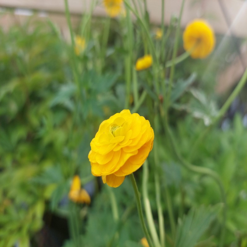 Ranunkel Multiplex - Ranunculus acris Multiplex