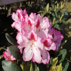 Rhododendron hybrid Hachmann's Charmant