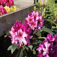 Rhododendron hybrid Midnight Mystique