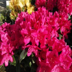 Rhododendron hybrid Nova Zembla 30-40 cm.