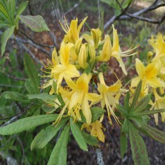 Haveazalea / Guldazalea 25-50 cm. - Rhododendron Luteum / Pontica