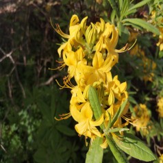 Haveazalea / Guldazalea 25-50 cm. - Rhododendron Luteum / Pontica