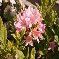 Haveazalea Soir de Paris 30-60 cm. - Rhododendron knaphill Soir de Paris