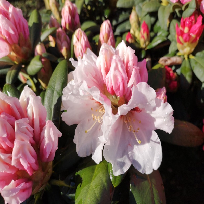 Rhododendron Yakushimanum Bohlkens Snow Fire