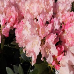 Rhododendron Yakushimanum Dreamland 25-40 cm.