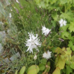 Sandnellike - Dianthus arenarius