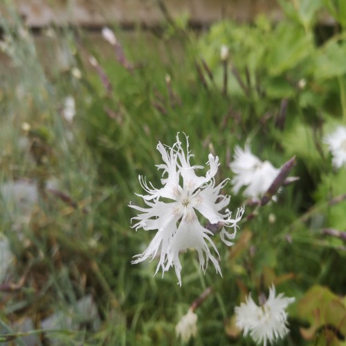 Sandnellike - Dianthus arenarius