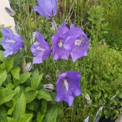 Smalbladet klokkeblomst Takion Blue - Campanula persicifolia Takion Blue