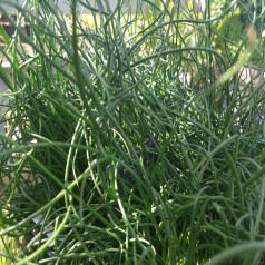 Spiral-Lysesiv - Juncus effusus Spiralis