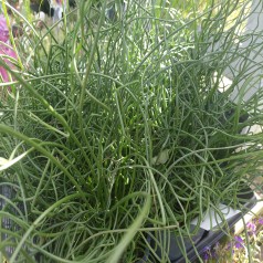Spiral-Lysesiv - Juncus Spiralis