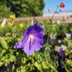 Storkenæb Baby Blue - Geranium himalayense Baby Blue