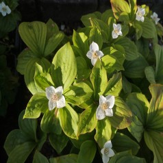 Canadisk Hønsebær - Cornus Canadensis