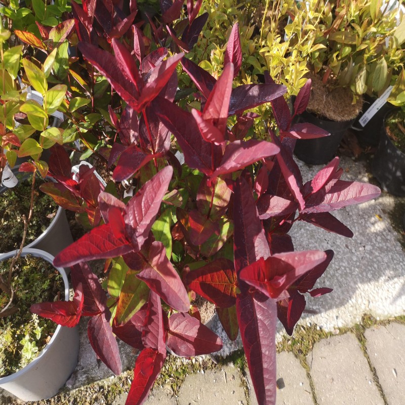 Perikon Miracle Night - Hypericum Miracle Night