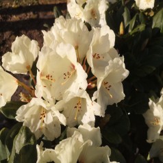 Rhododendron Yakushimanum Flava