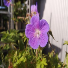 Storkenæb Gravetye - Geranium himalayense Gravetye